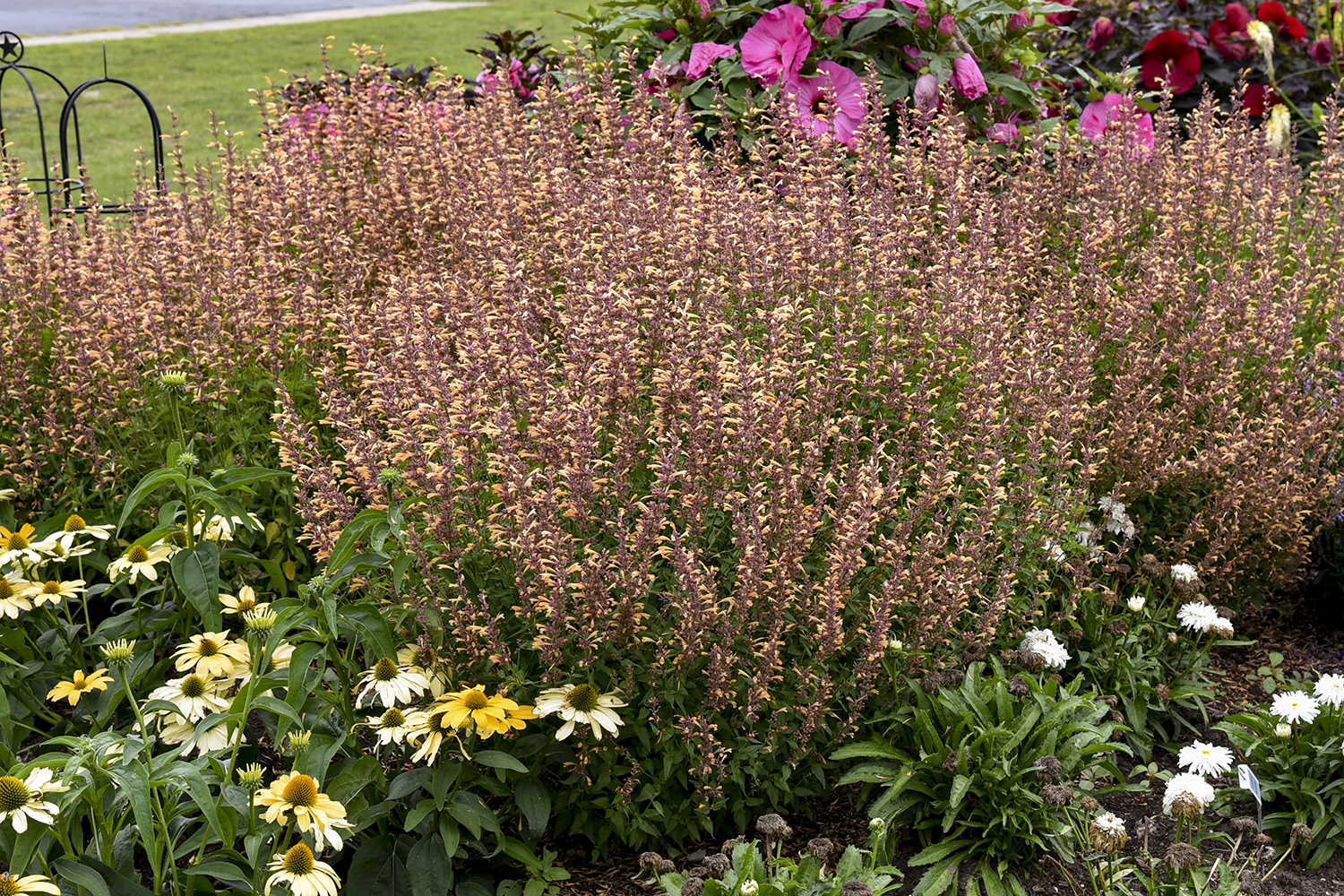 Agastache